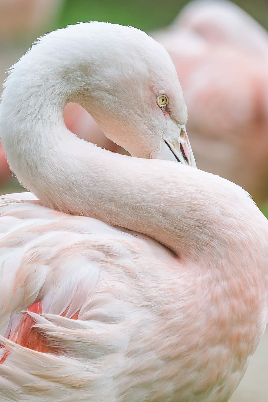 pink flamingo in shallow focus photography, selective photo of flamingo bird HD wallpaper