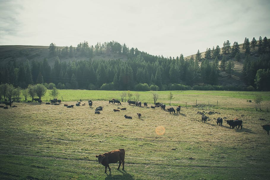 animals, cattle, countryside, cow, cropland, farm, farmland HD wallpaper