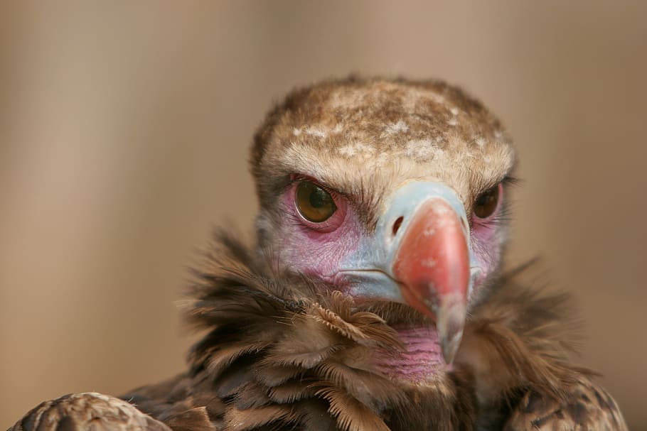 close up photo of brown vulture, black vulture, griffon vulture, HD wallpaper