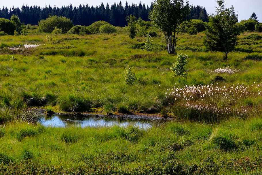 venn, high fens, belgium, landscape, moor, nature reserve, swamp, HD wallpaper