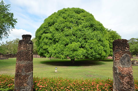 mango tree, thailand, plant, green color, growth, nature, sky HD wallpaper