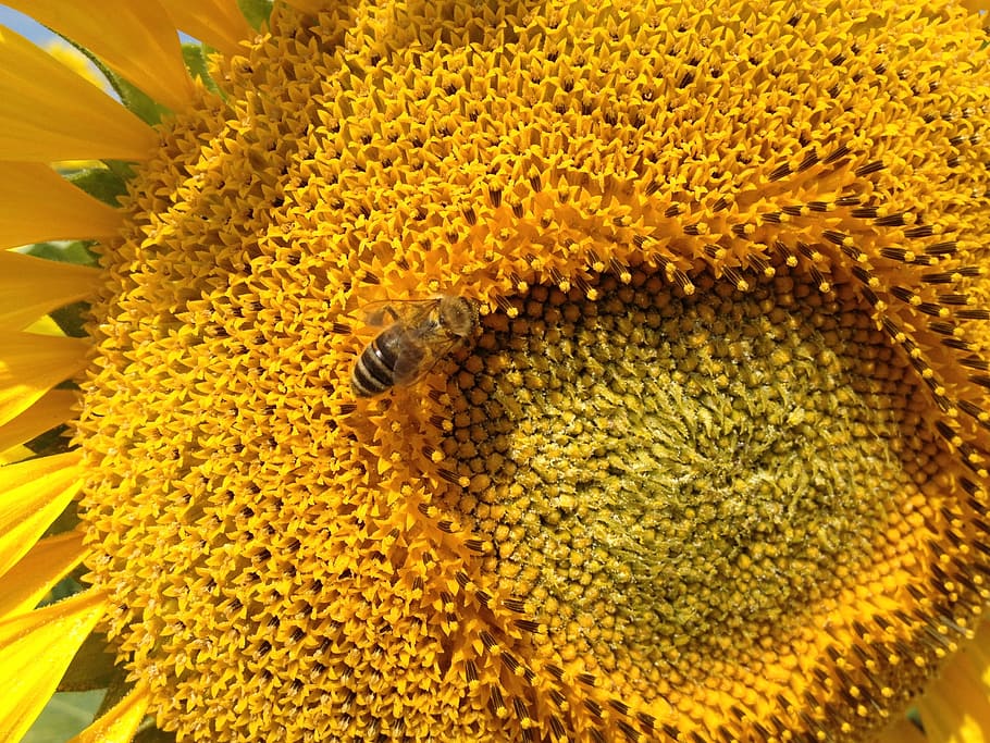sunflower, the bees, insect, nature, flora, yellow, pollen HD wallpaper