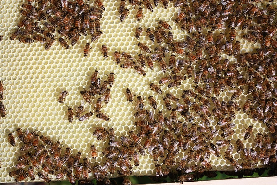 Bees, Beekeeping, Honey, Beekeeper, large group of animals HD wallpaper