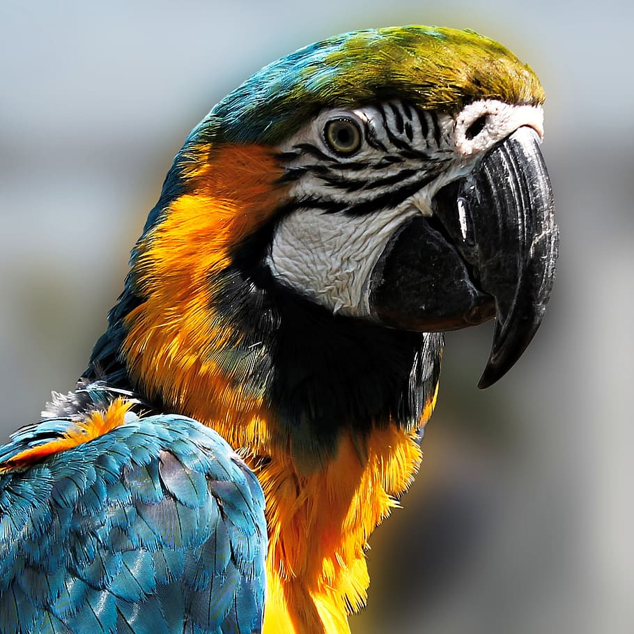 Parrot, Bird, Ara, Colorful, Plumage, bill, animal, macaw, beak HD wallpaper