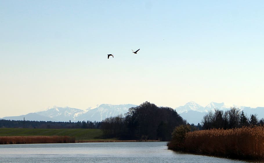 Bird Flight, Geese, Flying, migratory birds, water, water running HD wallpaper