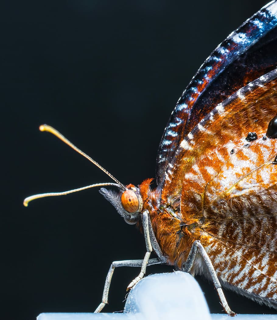 Butterfly, Hatched, Insect, Close, just hatched, macro, one animal HD wallpaper