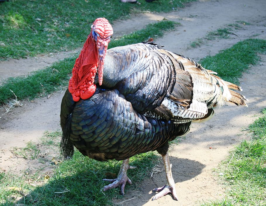 Turkey, fowl, poultry, farm, grey, feathers, shiny, bird, heavy, HD wallpaper