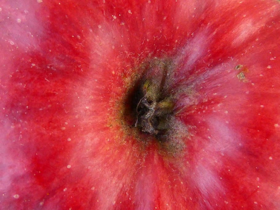 apple, fruit, red, macro, nature, plant, eat, healthy, full frame HD wallpaper