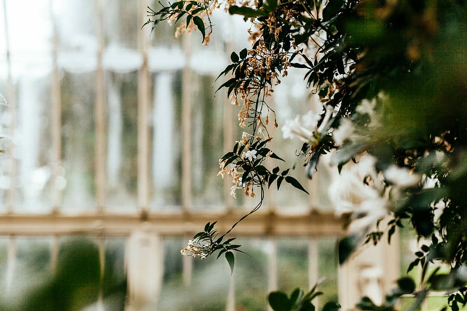 shallow focus photography of white flowers, shallow focus photo of white flower HD wallpaper