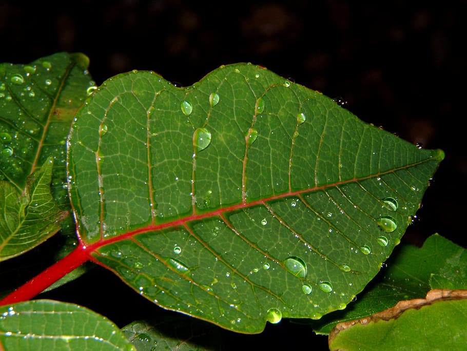 leaves, plant, green, leaf, rain, wet, plant part, close-up HD wallpaper