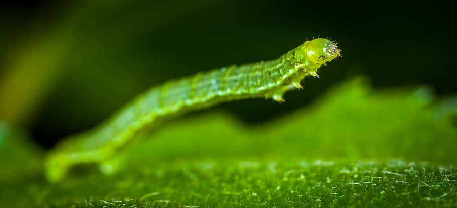 nature, larva, insect, caterpillar, sheet, macro, green color HD wallpaper