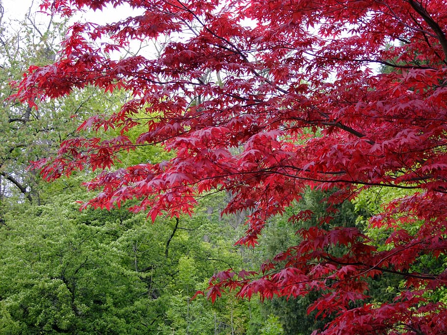 Maple, Japanese, Acer, Tree, japanese maple, leaves, color HD wallpaper