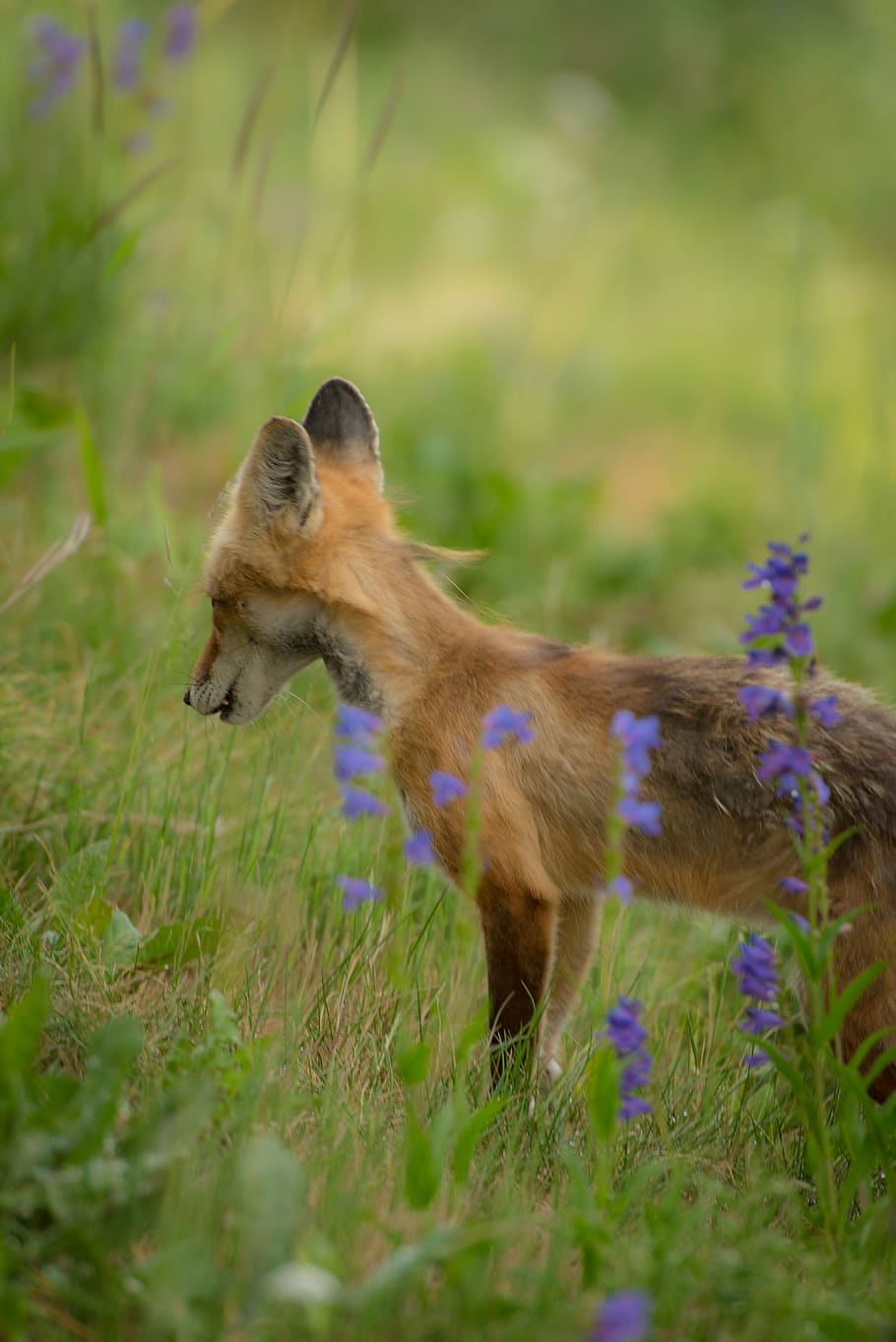fox standing on green grass field near purple flower, selective focus photography of fox HD wallpaper