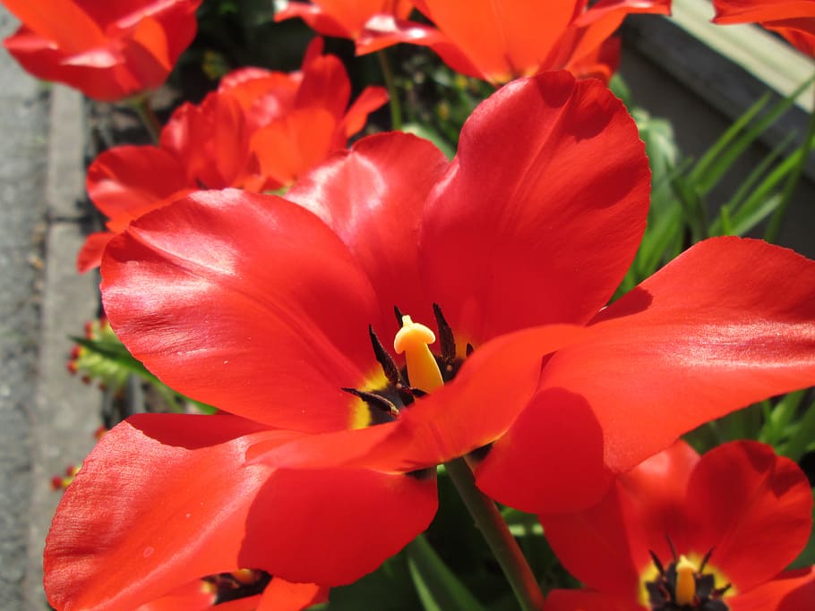tulips, spring, early summer, red, red tulip, flower, flowers HD wallpaper