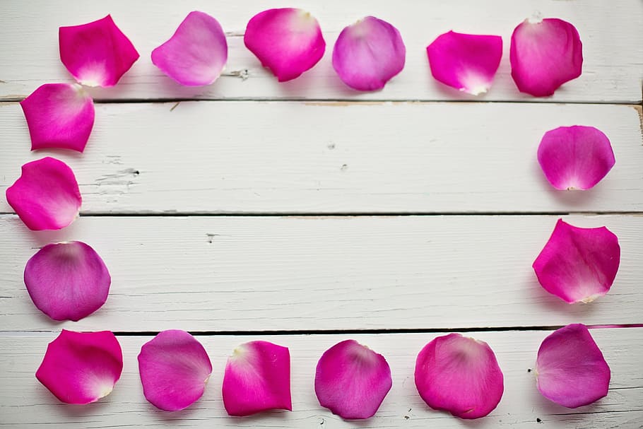 petals of roses on white wooden board, rose petals, border, frame, HD wallpaper