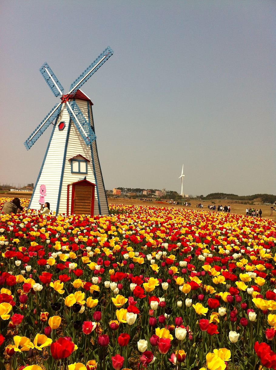 tulip, windmill, field, colorful, flowering plant, wind turbine HD wallpaper