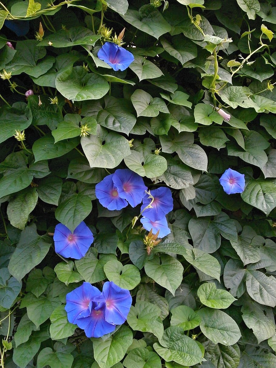 morning glory, blue flowers, summer flowers, the vine, green curtain, HD wallpaper