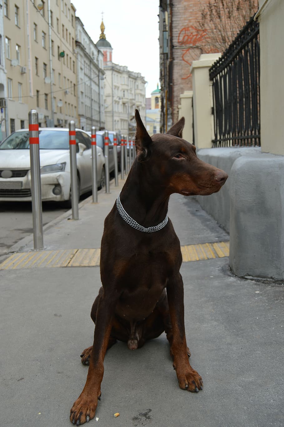 animals, doberman, each, dog, brown, large, walk, city, street HD wallpaper