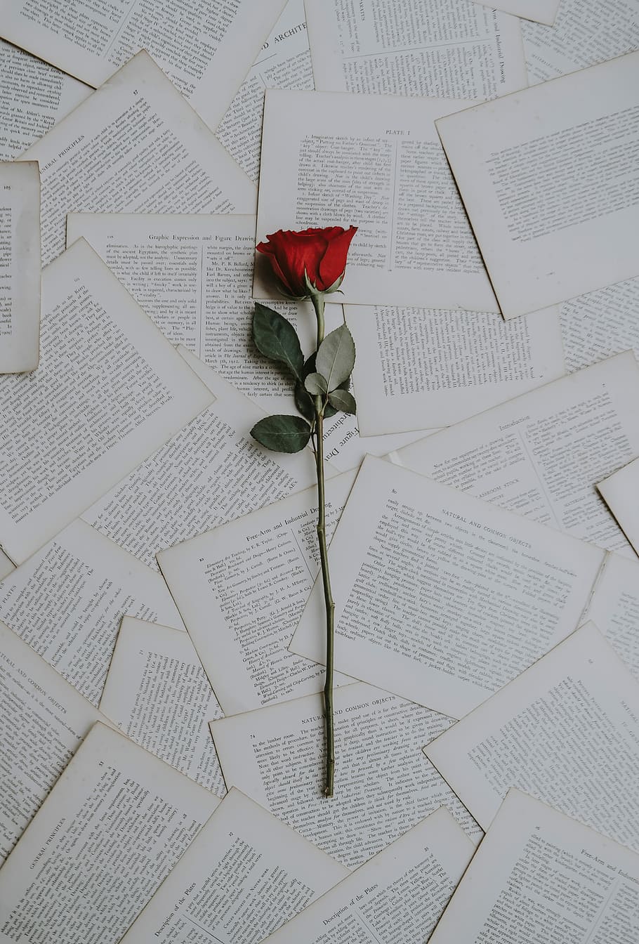 red rose on book sheets, red rose flower on white book pages, HD wallpaper