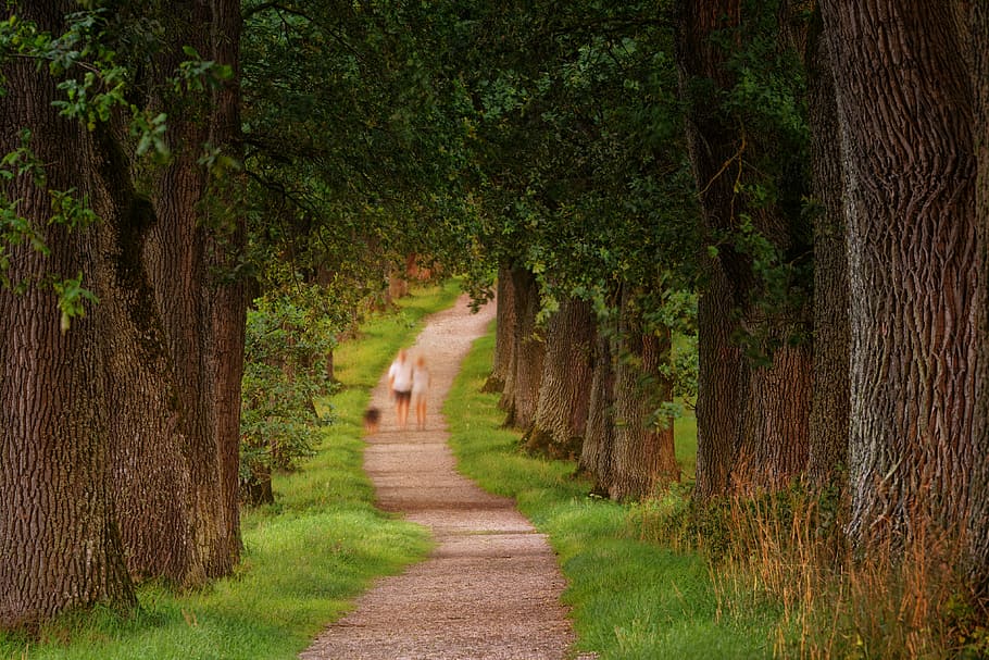 photo of two person walking beside green leaf trees, man and woman walking on road between trees HD wallpaper