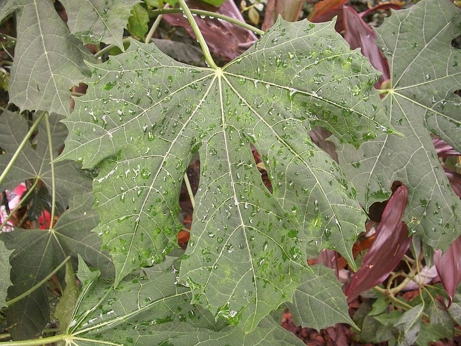 leaf, drops, water, plant, potted, nature, autumn, season, plant part HD wallpaper