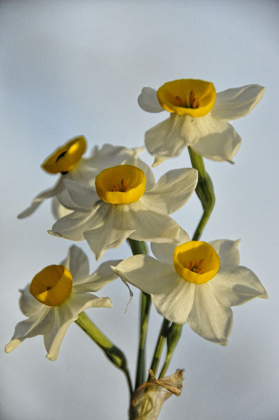 daffodils, flowers, narcissus, spring, green, yellow, white HD wallpaper
