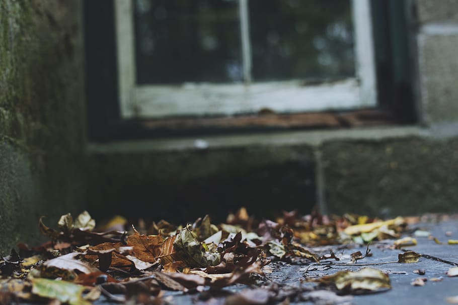 leaves, fall, autumn, window, nature, brick, seasons, explore HD wallpaper