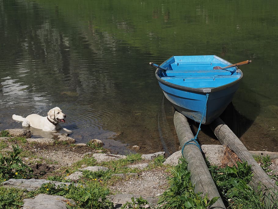 boot, rowing boat, seealpsee, dog, swim, cooling, water, nautical vessel, HD wallpaper