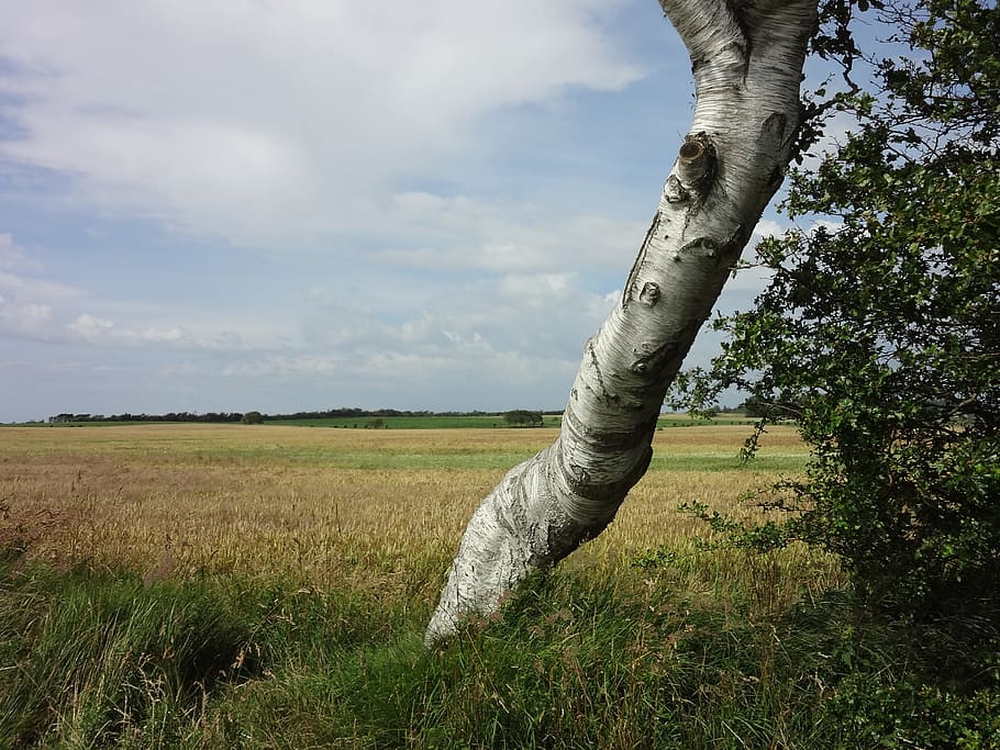 Landscape, Tree, Field, Nature, Cereals, birch, view, idyll HD wallpaper