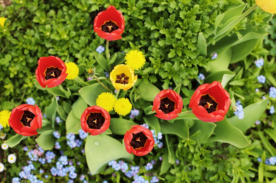 tulips, garden, spring, flowers, red tulips, bouquet, home garden HD wallpaper