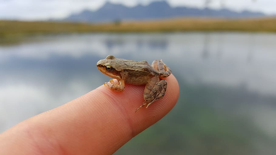 frog, blur, mountain, lake, finger, hand, human body part, human hand HD wallpaper