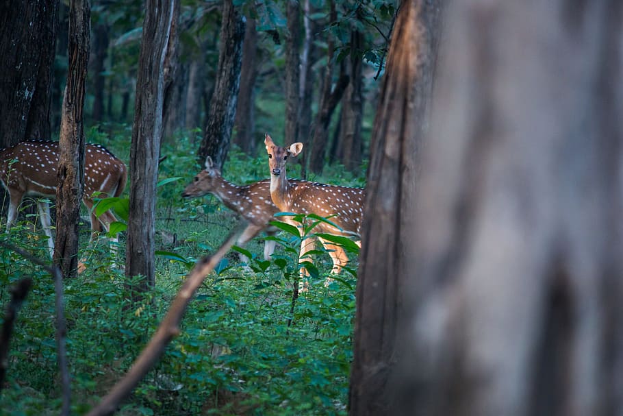 Spotted Deer, Deer, Forest, animal, mammal, wild, nature, wildlife HD wallpaper