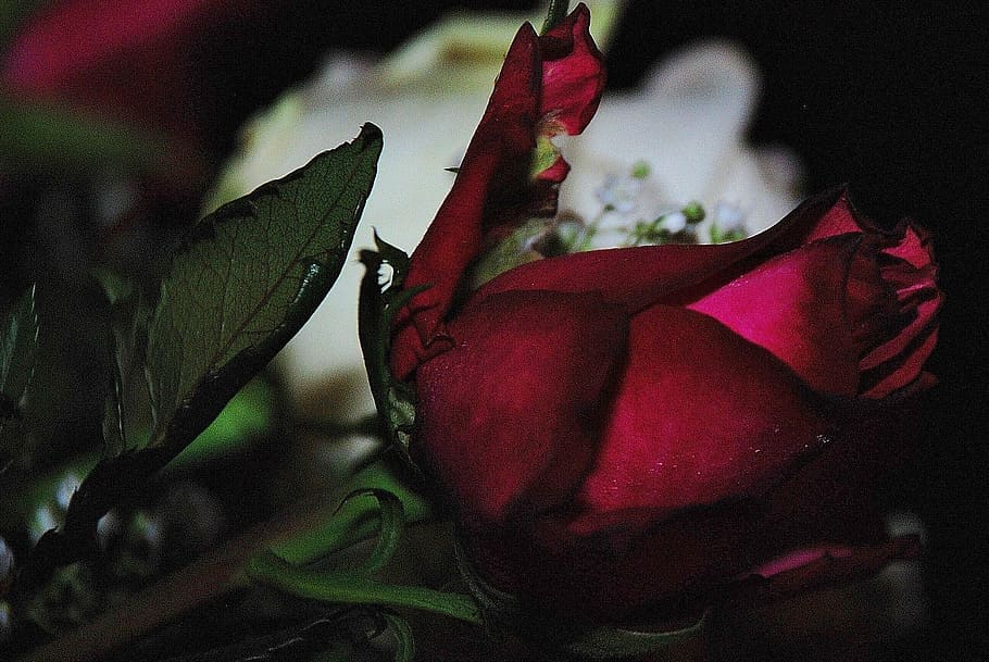 roses, flower, nature, macro, photos, green, leaf, green leaf HD wallpaper