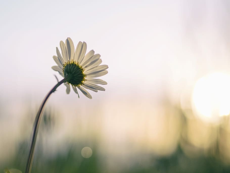 selective focus photography of white daisy, white daisy macro photography during daytime HD wallpaper