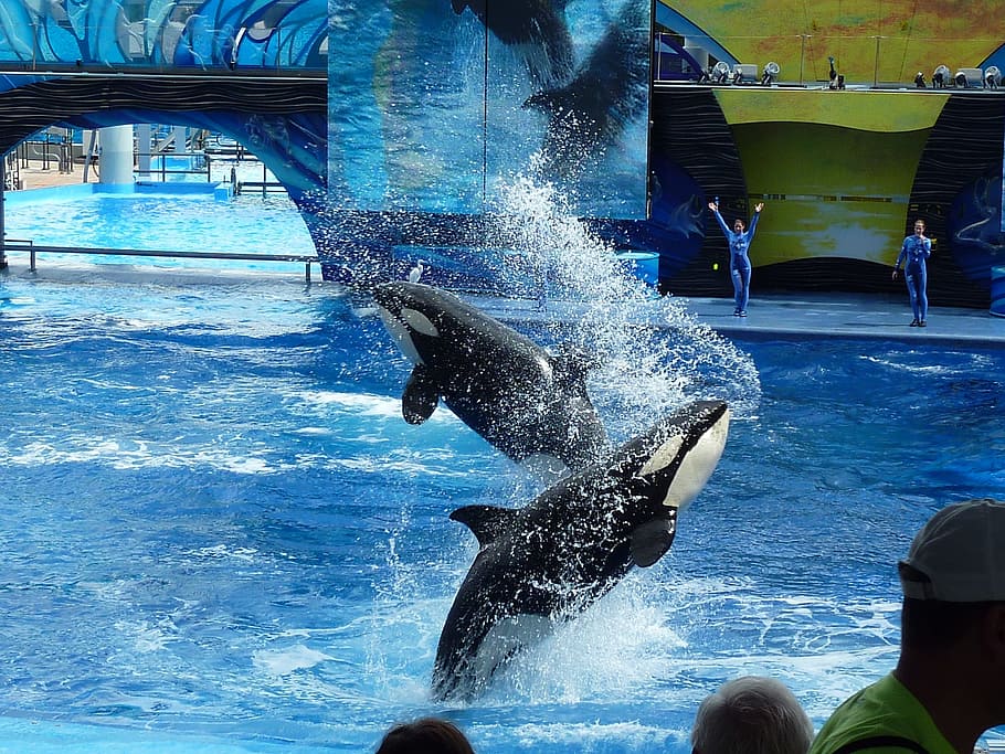 two whale sharks performing in water, killer whale, orca, whale show