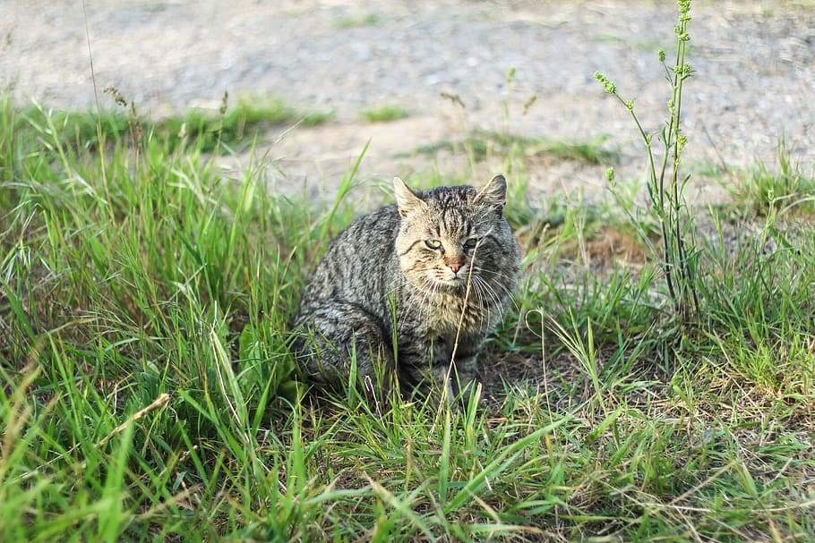 cat, neck, wild, summer, green, natural, feline, mammal, grass HD wallpaper