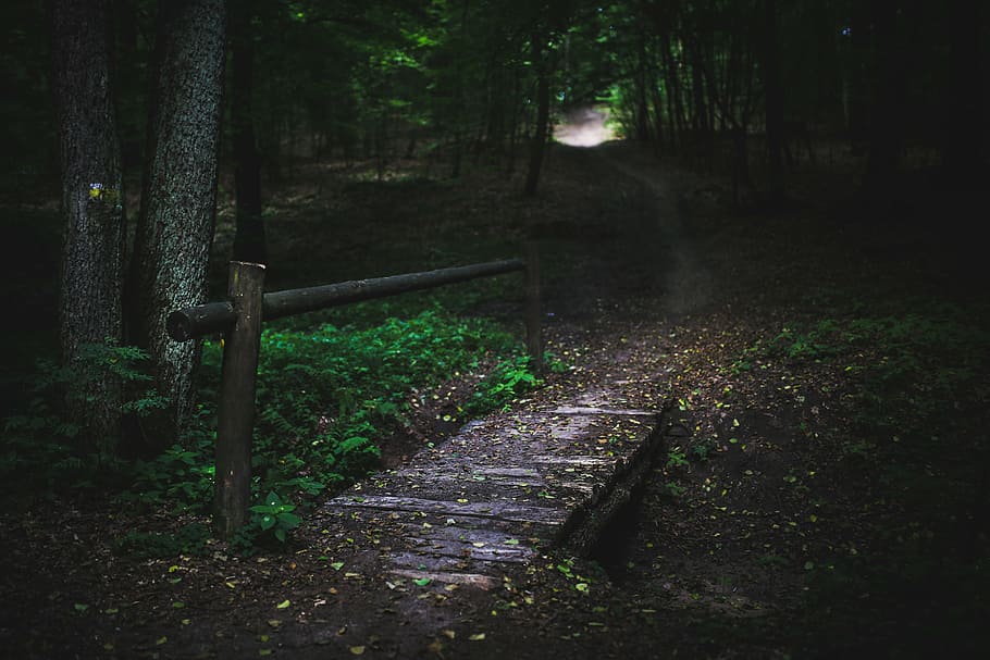 brown wooden footbridge on forest during daytime, woods, tree HD wallpaper