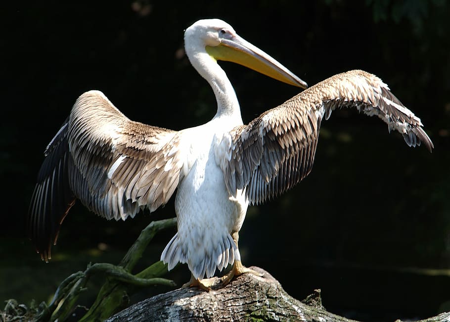 Pelican, Bird, Ali, animal wildlife, animals in the wild, one animal HD wallpaper