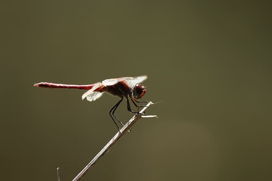 dragonfly, animal, one animal, animal themes, close-up, animal wildlife HD wallpaper