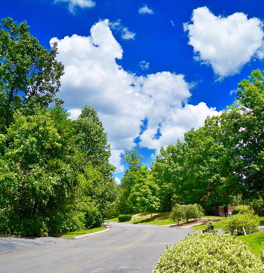 summer, road, street, forest, nature, landscape, park, blue HD wallpaper