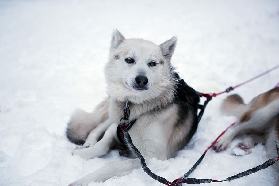 white and black dog lying on snow, short-coated white and black dog on snow HD wallpaper