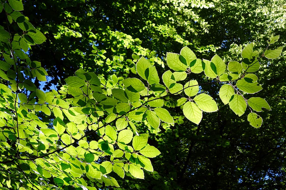 closeup photo of green leafed plant, beech, nature, growth HD wallpaper