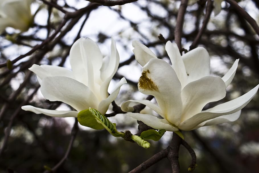 flowers, spring, wood, plant, beauty in nature, flowering plant HD wallpaper