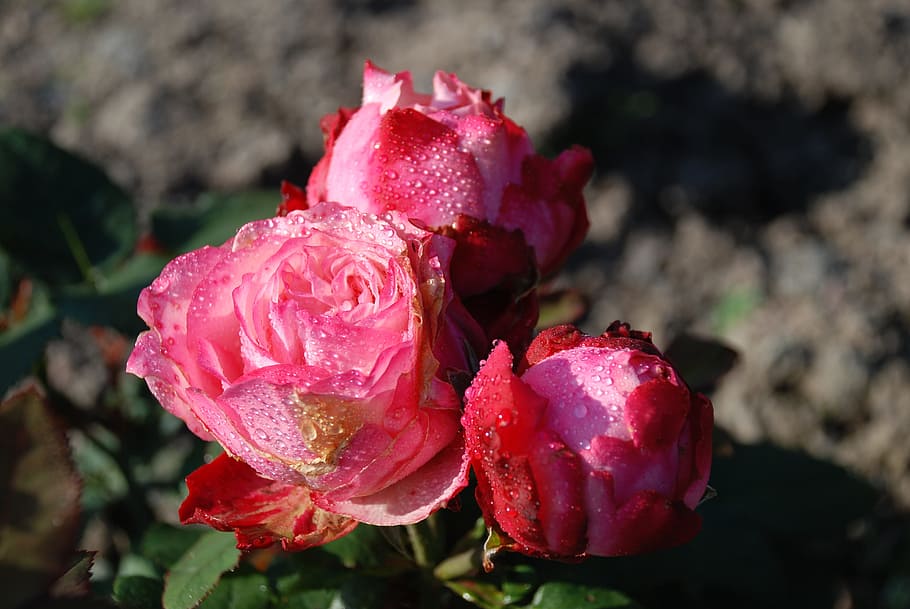 flower, pink, rose, drops, plant, nature, red, leaf, twig, roses HD wallpaper