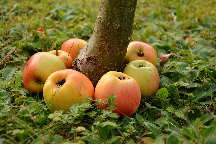apple, goldparmäne, fruit, windfall, garden, series, lined up HD wallpaper