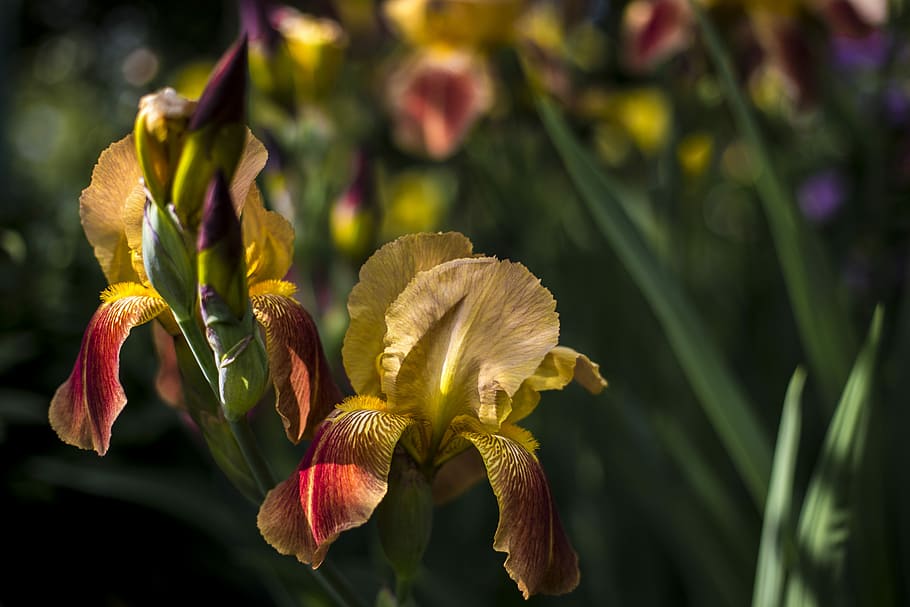 flowers, yellow, spring, nature, macro, plant, closeup, flowering plant HD wallpaper