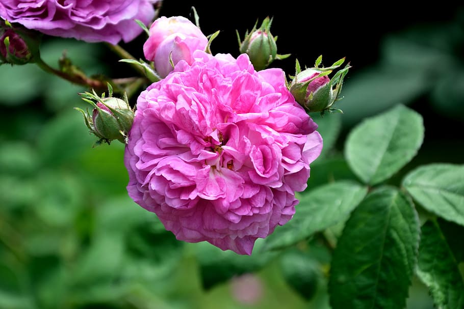 pink carnation flower, rose, filled, blossom, bloom, flowering plant HD wallpaper