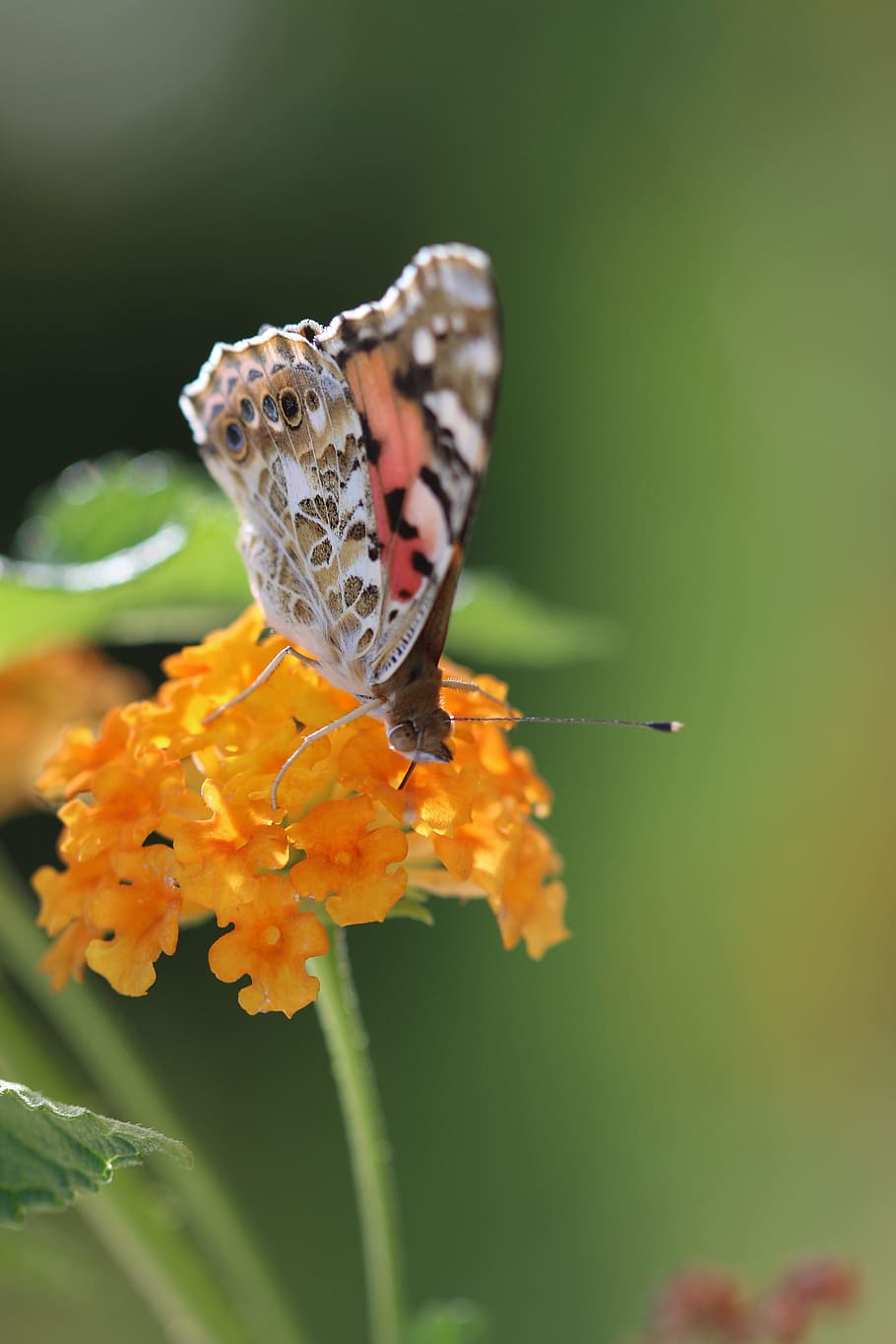 Butterfly, Macro, Close, green field, animal, spring, flower HD wallpaper
