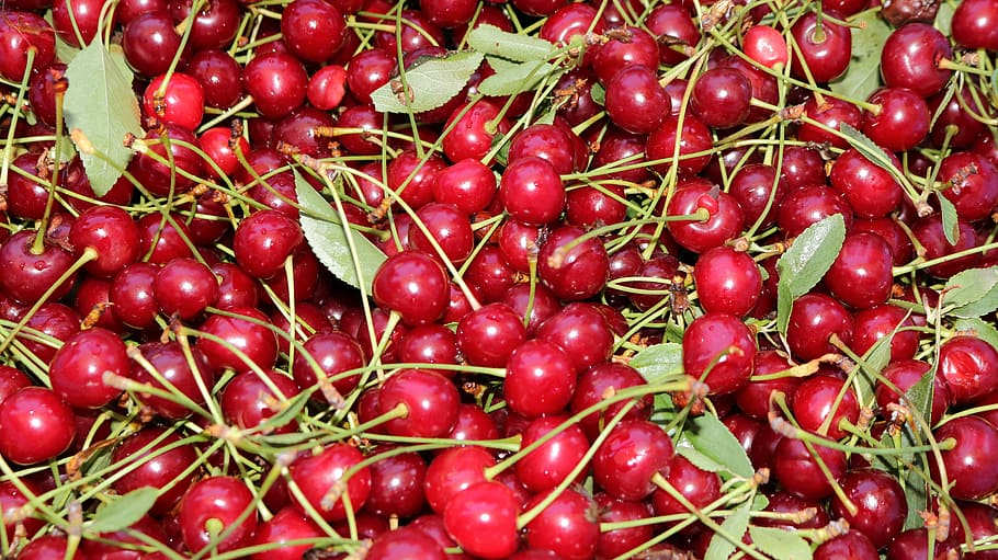 Cherry, Red, Red, Fruit, food and drink, freshness, healthy eating HD wallpaper