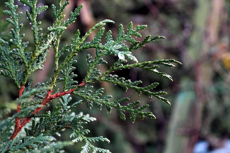 conifer, leave, green, rain, water, nature, tree, forest, plant HD wallpaper